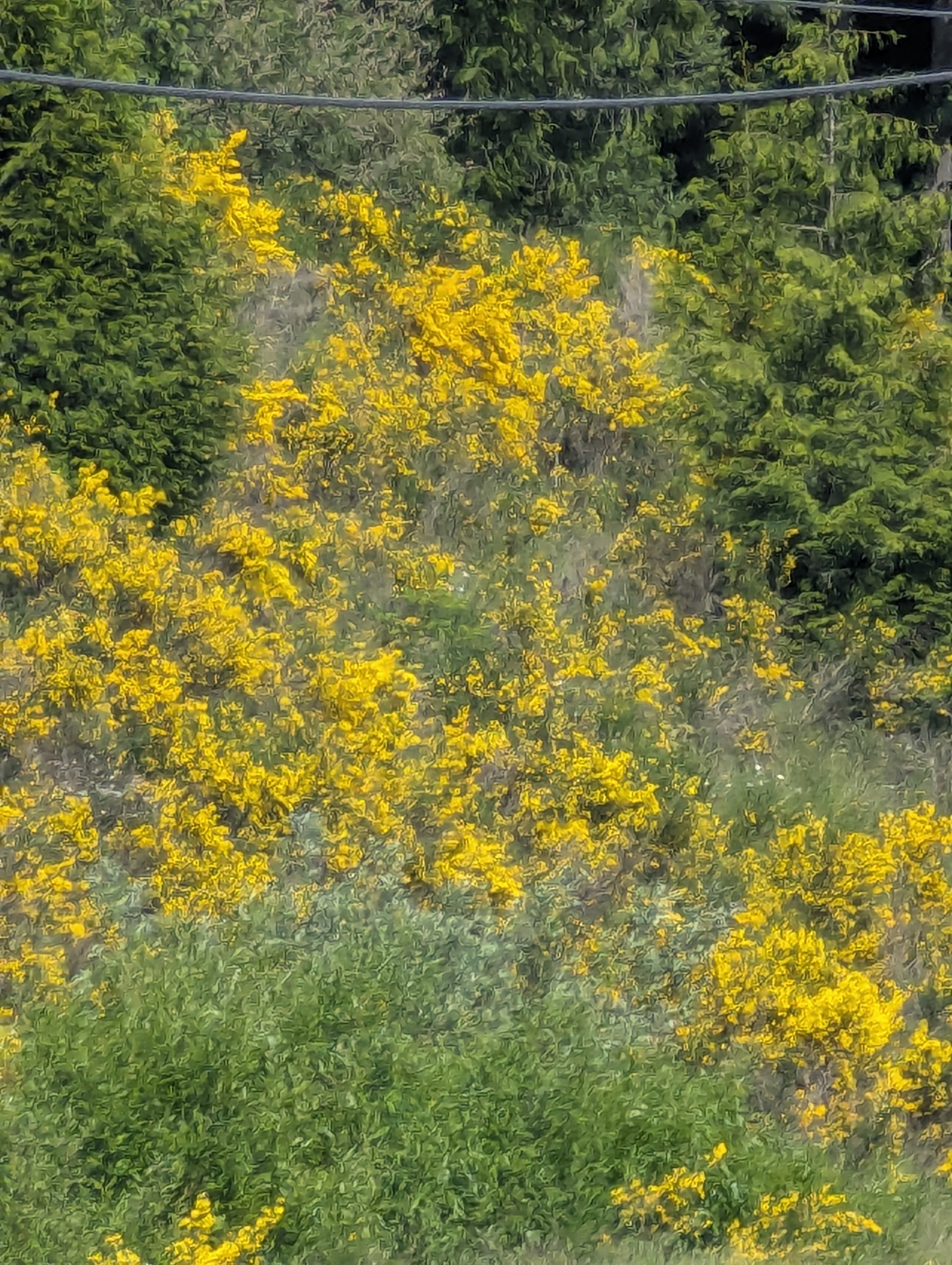 Birthday Trip to Canada, Vancouver Island